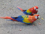 Scarlet macaws - endangered species